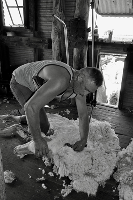 Steam Plains Shearing 022383 © Claire Parks Photography 